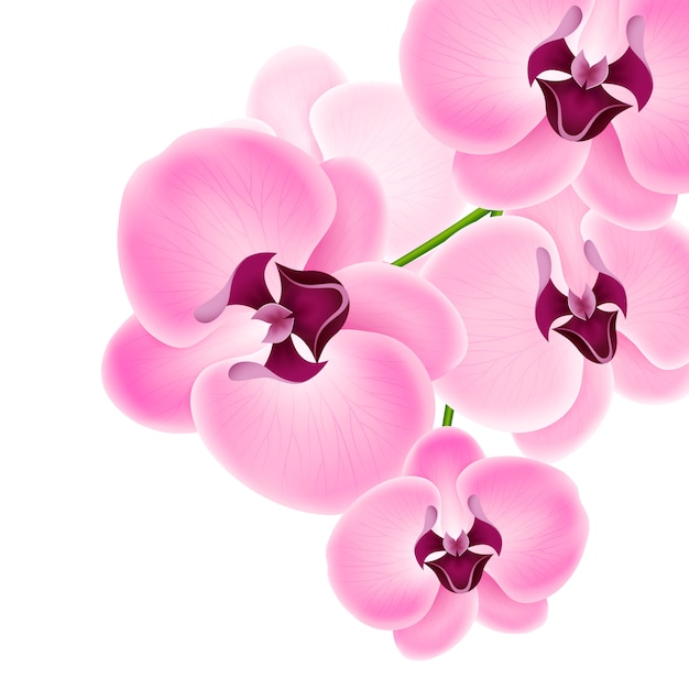 orchid illustration free download