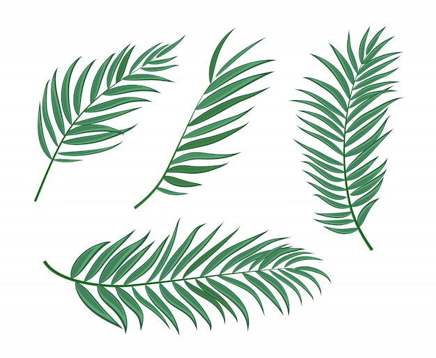 Premium Vector | Beautiful palm tree leaf silhouette