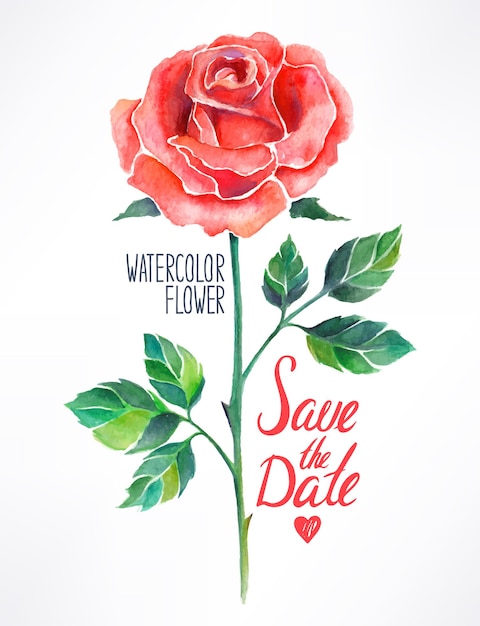 美しい赤いバラの水彩画 手描きイラスト プレミアムベクター