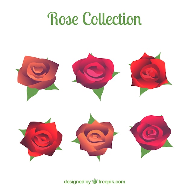Beautiful rose collection