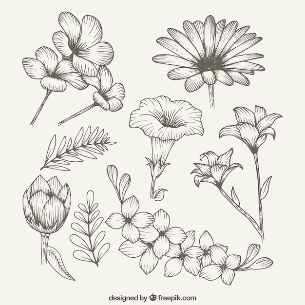 Download Beautiful spring wild flowers | Free Vector