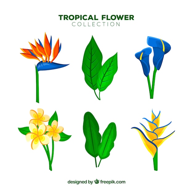 Beautiful tropical flowers set
