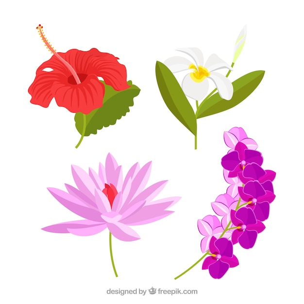 Beautiful Tropical Flowers Set Free Vector 5987