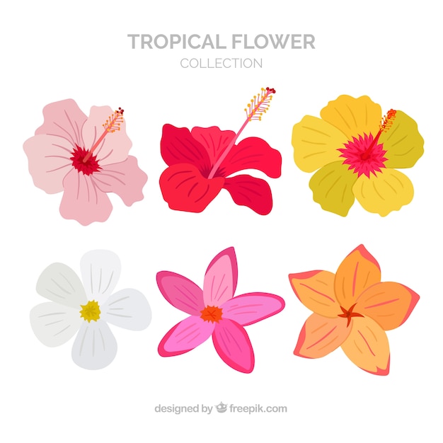 Beautiful tropical flowers set
