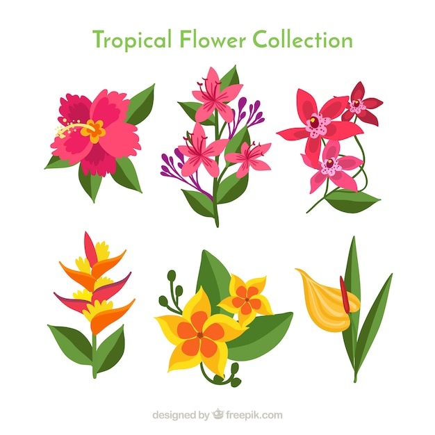 Download Beautiful tropical flowers set Vector | Free Download