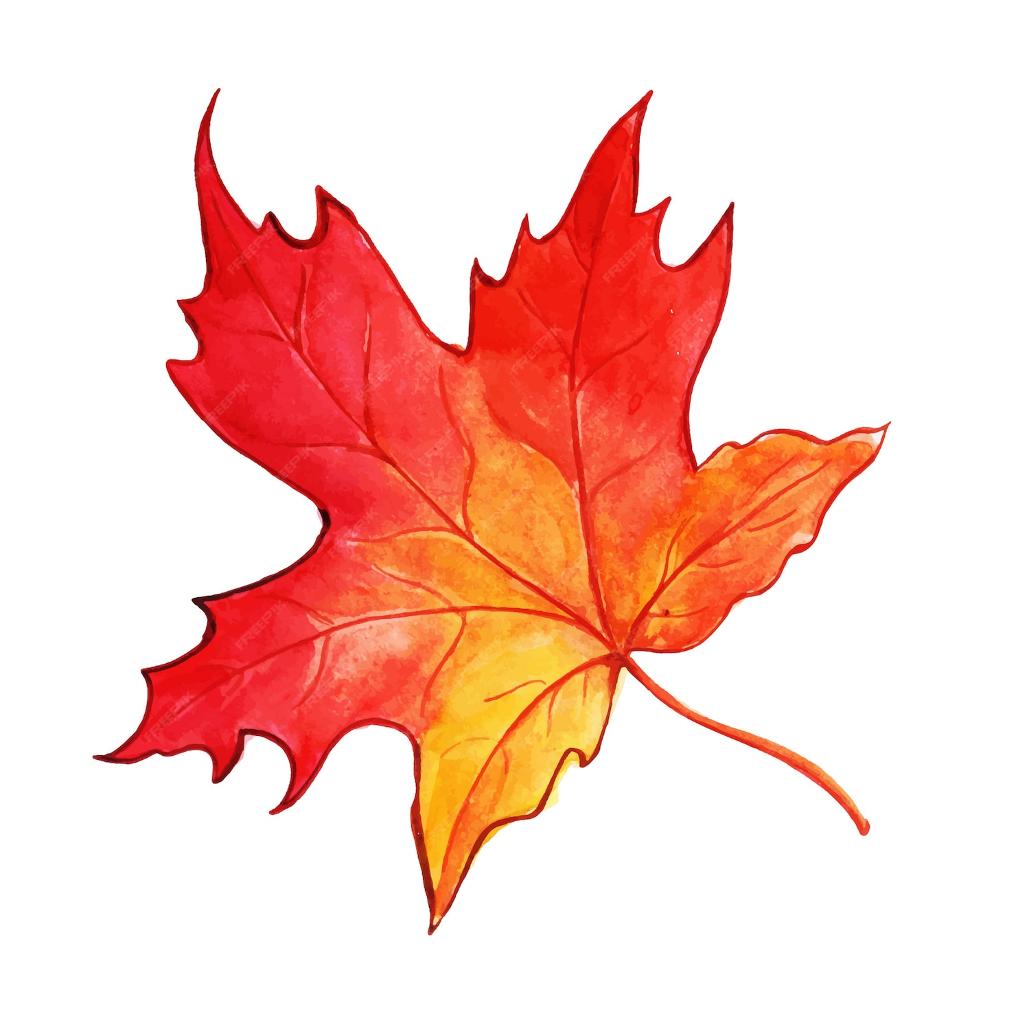 Free Vector | Beautiful watercolor autumn leaf