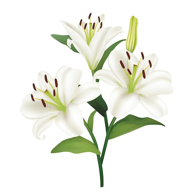 Premium Vector | Beautiful white lily flowers boquet