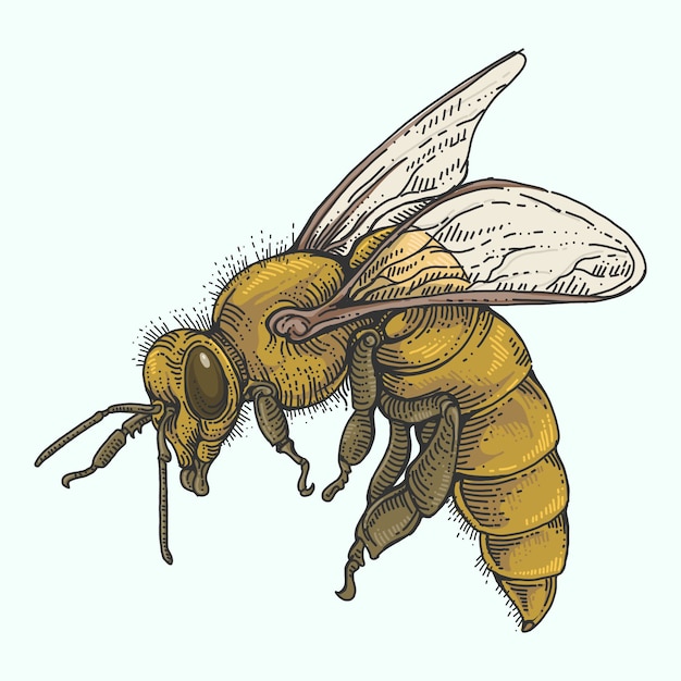 Premium Vector Bee in colour hand drawing