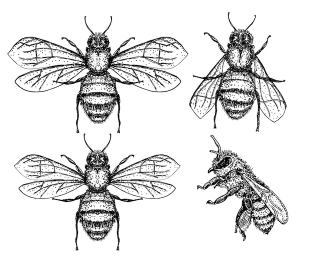 蜂のスケッチセット ミツバチのヴィンテージ画 手描きの孤立した昆虫のスケッチ 彫刻スタイルのイラスト プレミアムベクター