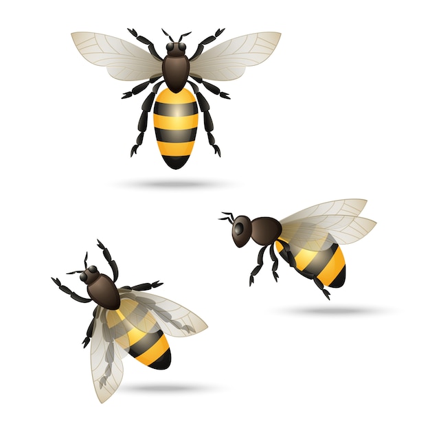 Bees icons set Free Vector