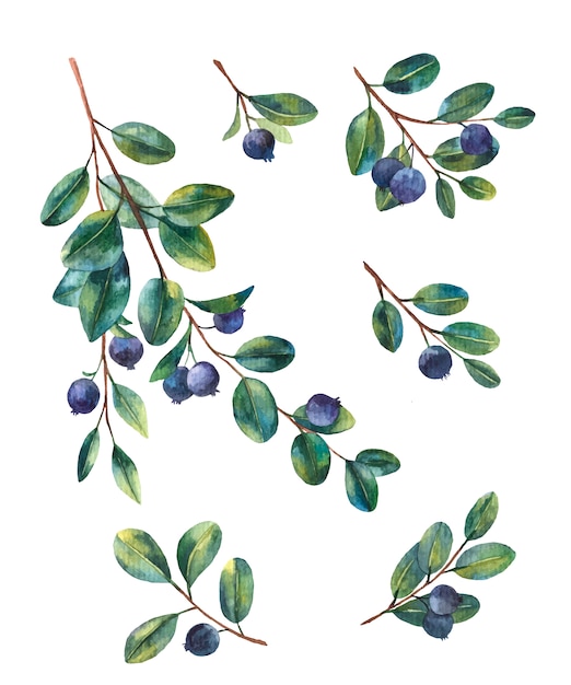 白い背景の上の果実と小枝のブルーベリー水彩イラスト プレミアムベクター