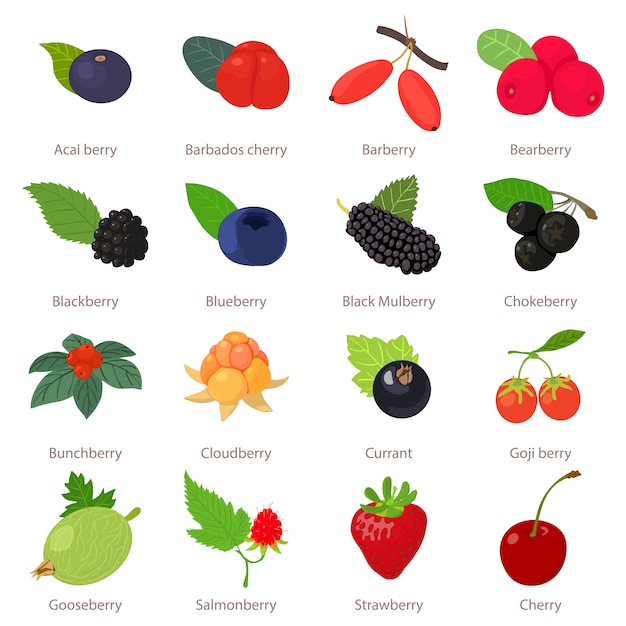 Berries icons set. cartoon illustration of 16 berries vector icons for web Premium Vector