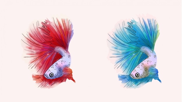 ベータ魚ベクトルイラストセット 美しいベタの魚の赤と青の色 プレミアムベクター