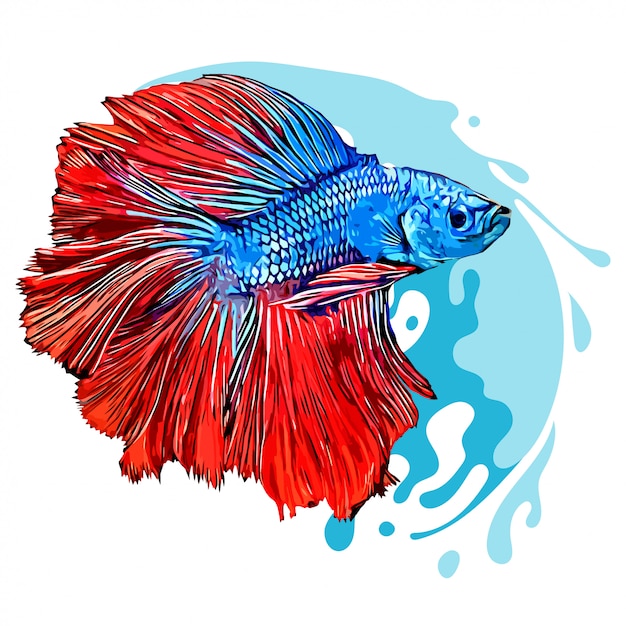 Download Premium Vector | Betta fish hand drawn illustration isolated white background