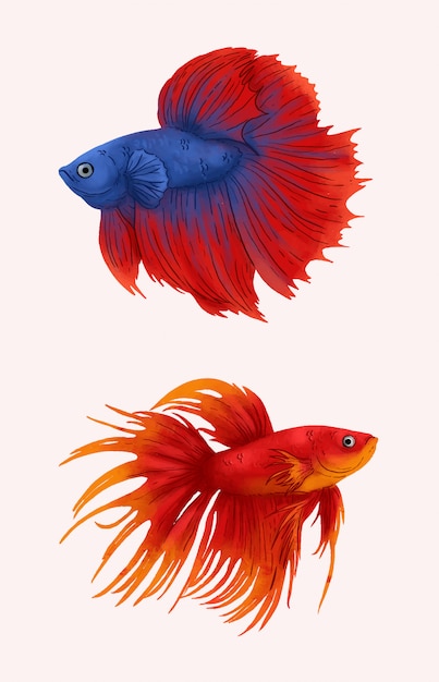 ベタの魚のイラスト 赤と青のベータフィッシュ プレミアムベクター