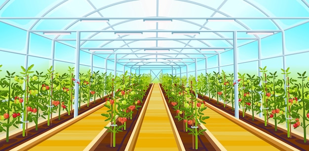 A big greenhouse with rows of tomatoes seedlings. cartoon illustration. Premium Vector