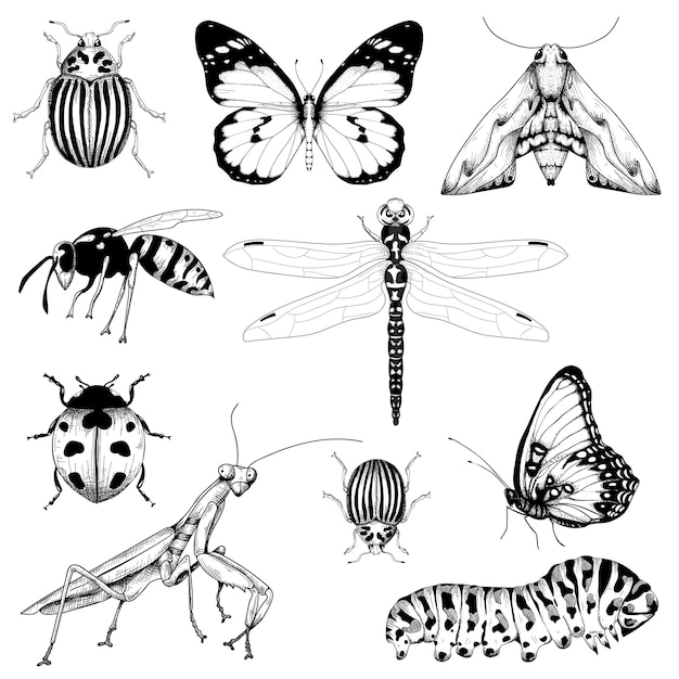 Big set of insects on white Premium Vector
