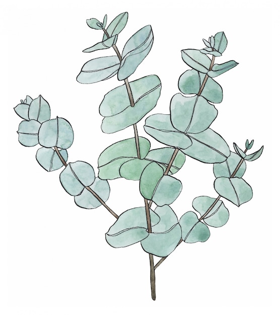 Premium Vector | Big watercolor eucalyptus leaves branch. floristic ...