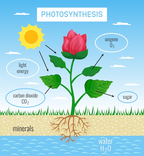 太陽エネルギーから化学物質への変換を描いた植物成長フラット教育ポスターにおける生物学的光合成の役割 無料のベクター