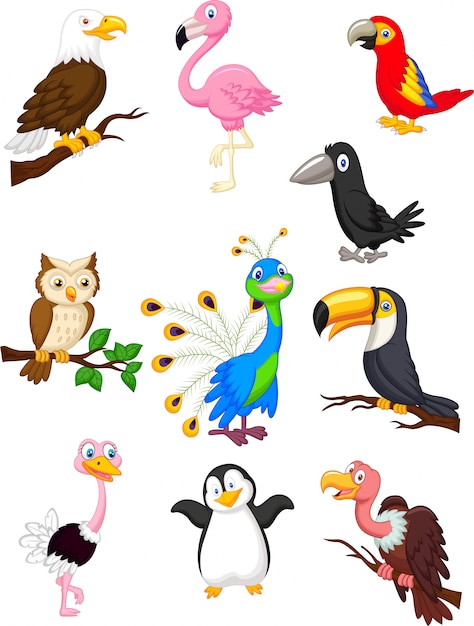 Premium Vector | Bird Cartoon Collection