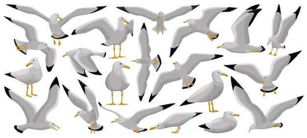 Bird gull   cartoon set icon. Premium Vector