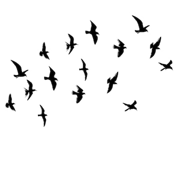 Premium Vector | Birds flock flies black silhouette on white background
