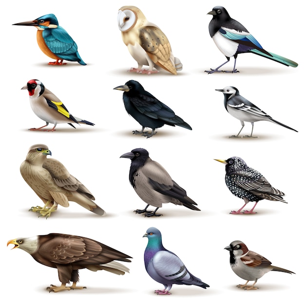 空白の異なる種とカラフルな鳥の12の分離画像の鳥セット 無料のベクター