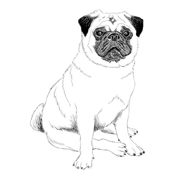 パグの犬の黒と白のイラスト プレミアムベクター