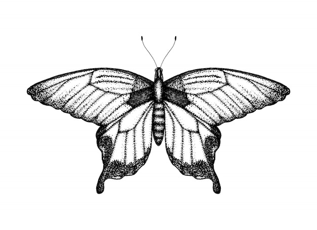 蝶の黒と白のベクトルイラスト 手描きの昆虫のスケッチ ビンテージスタイルの鳥の翼の詳細なグラフィック描画 プレミアムベクター
