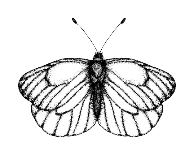 蝶の黒と白のベクトルイラスト 手描きの昆虫のスケッチ ビンテージスタイルの黒の縞模様の白の詳細なグラフィック描画 プレミアムベクター