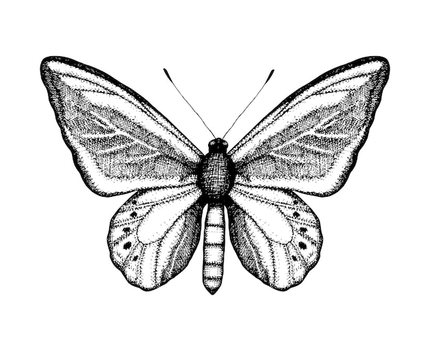 蝶の黒と白のベクトルイラスト 手描きの昆虫のスケッチ ビンテージスタイルの茶色の壁の詳細なグラフィック描画 プレミアムベクター