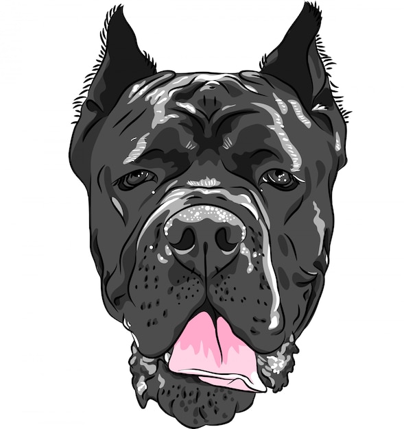 Premium Vector Black cane corso, italian breed of dog