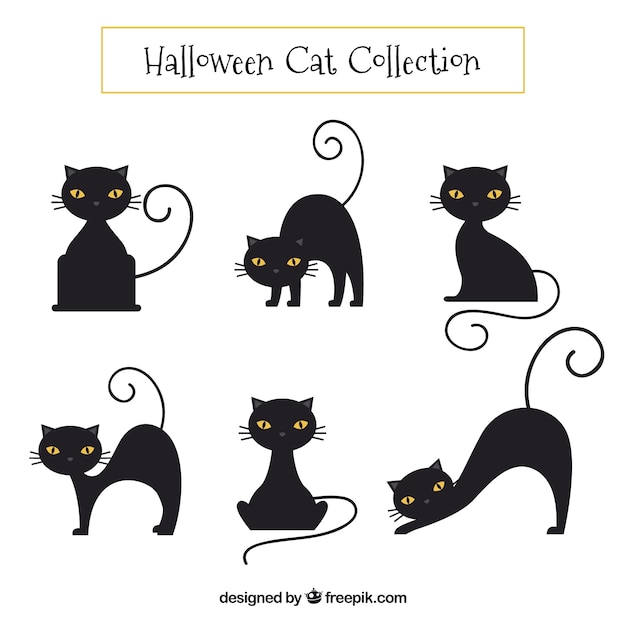 Black cat collection