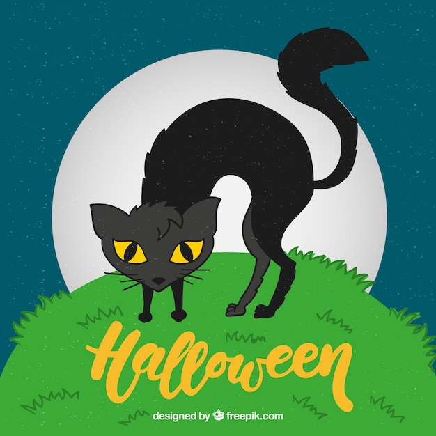 Black cat on the grass background