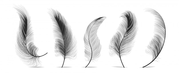Download Free Feather Images Free Vectors Stock Photos Psd Use our free logo maker to create a logo and build your brand. Put your logo on business cards, promotional products, or your website for brand visibility.