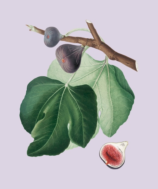 Black fig from pomona italiana illustration