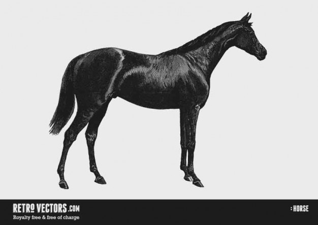 Black horse viewed from side