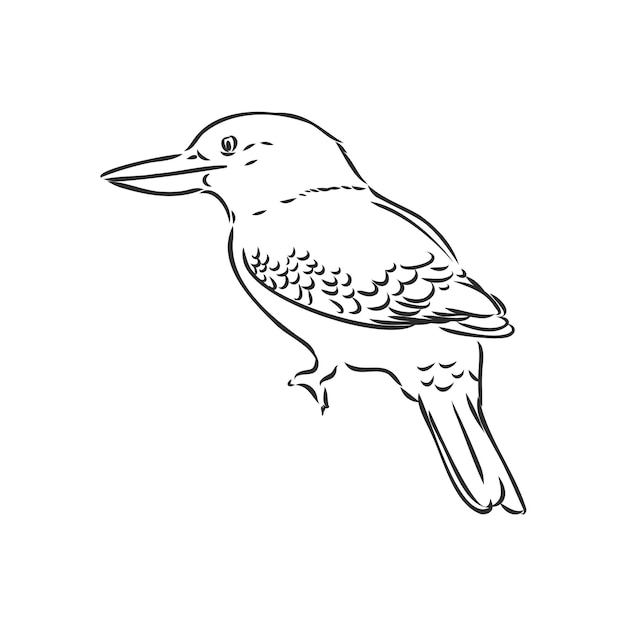 Premium Vector | Black outlined kookaburra birdvector drawing ...