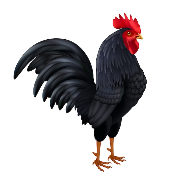 Black rooster realistic side view image Vector | Free Download