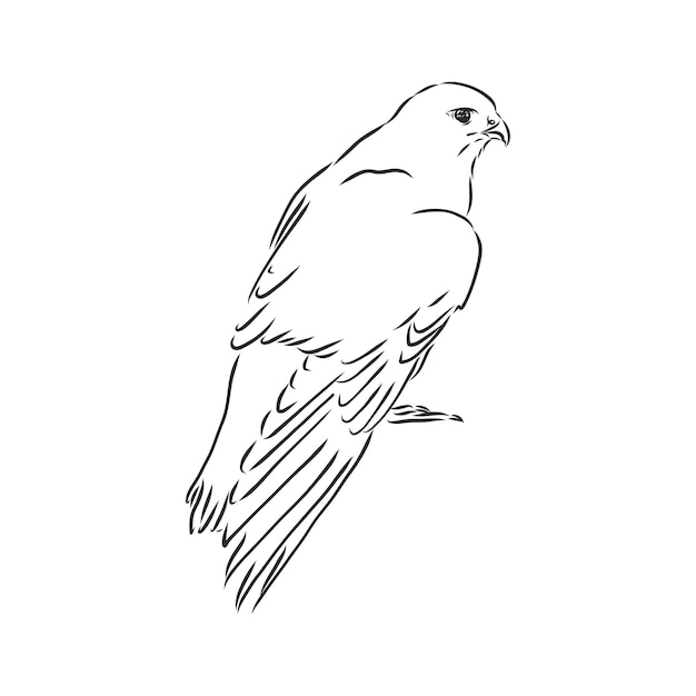 Premium Vector | Black and white illustration falcon bird vector sketch ...