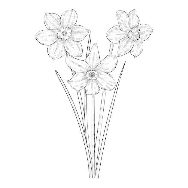 Download Black and white narcissus flowers. | Premium Vector