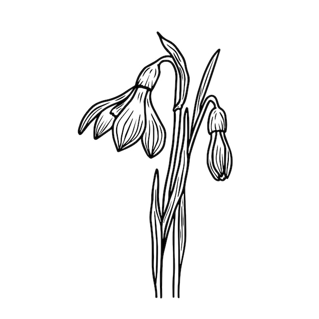 Premium Vector | Black and white outline illustration of snowdrops on ...