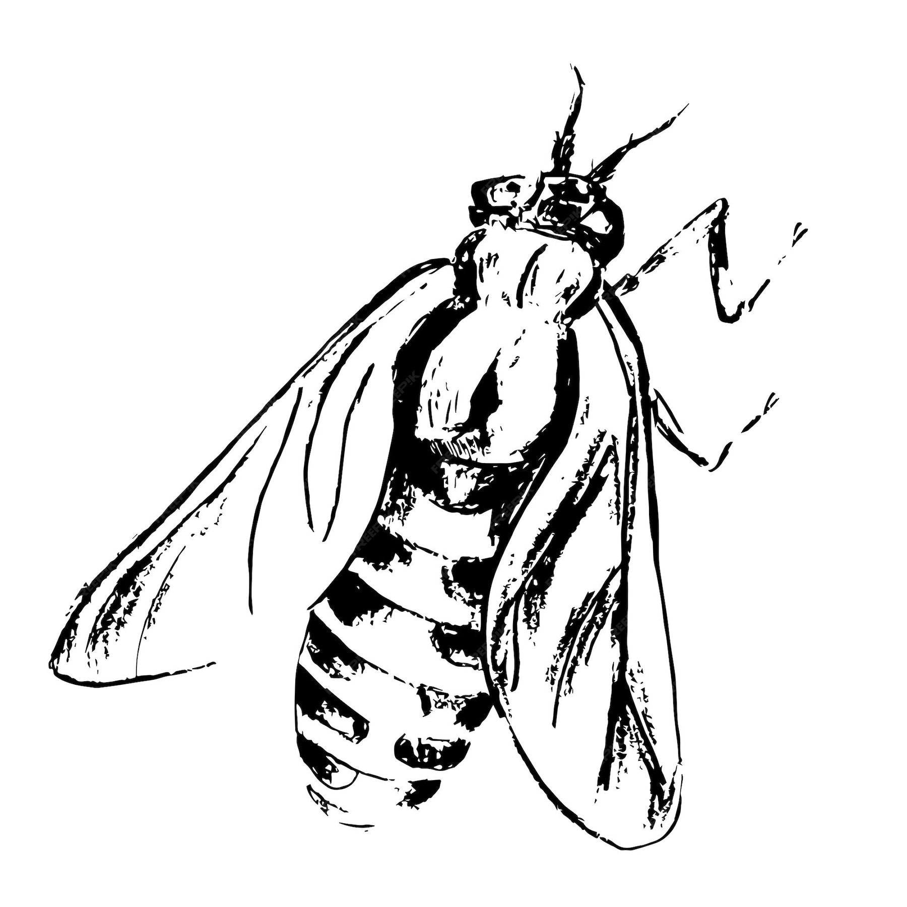 Premium Vector Black and white realistic drawn horsefly