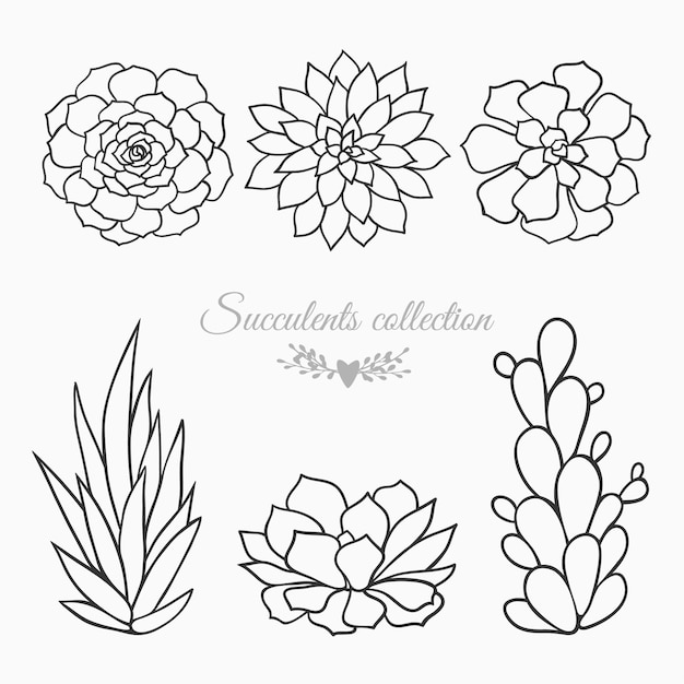 Premium Vector Black and white sketches of succulents vector