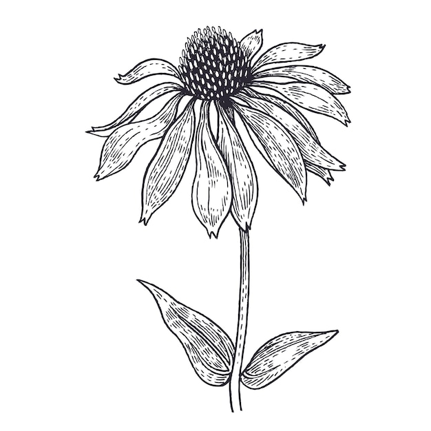 Premium Vector | Black and white vector illustration of echinacea ...