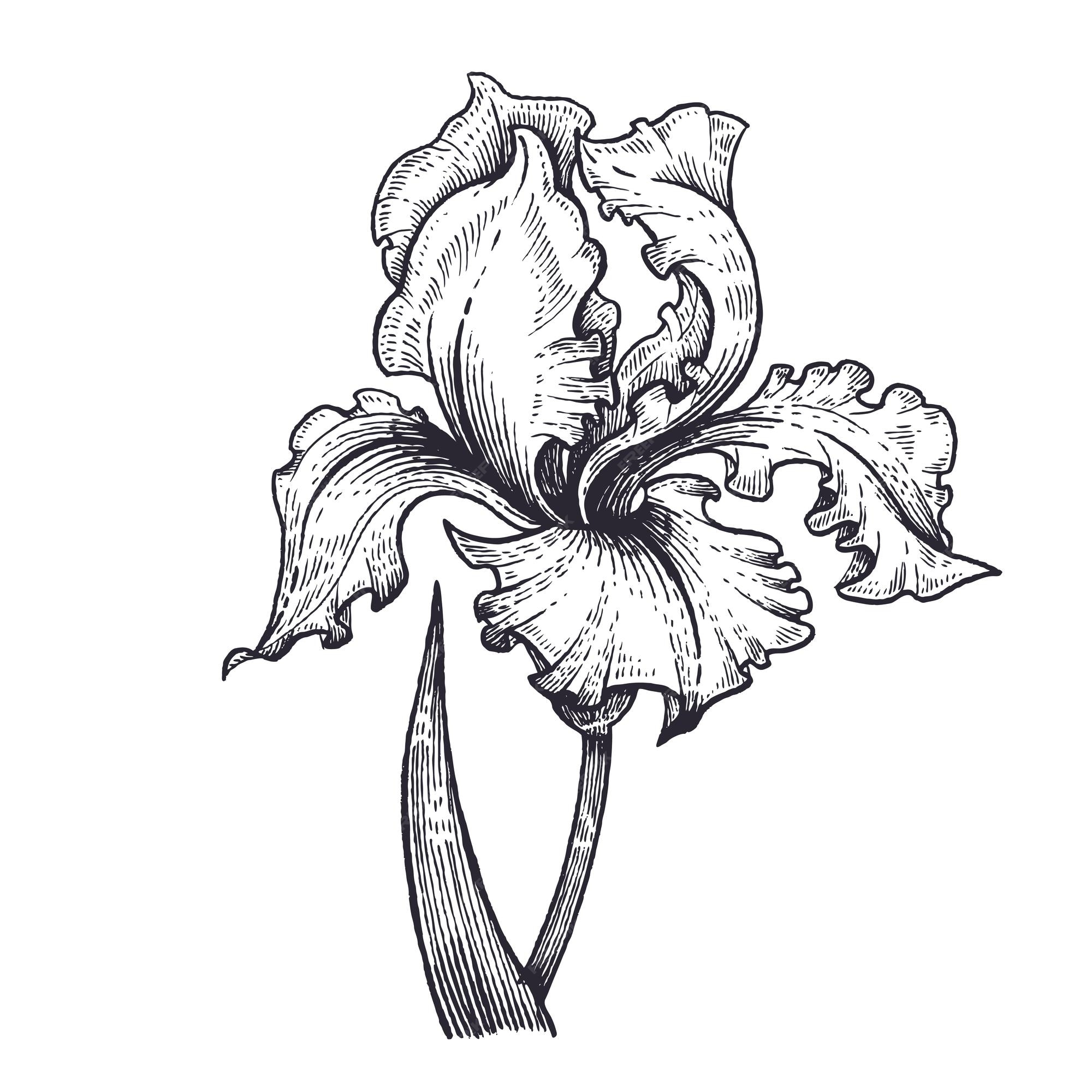 Premium Vector | Black and white vector illustration of iris flower ...