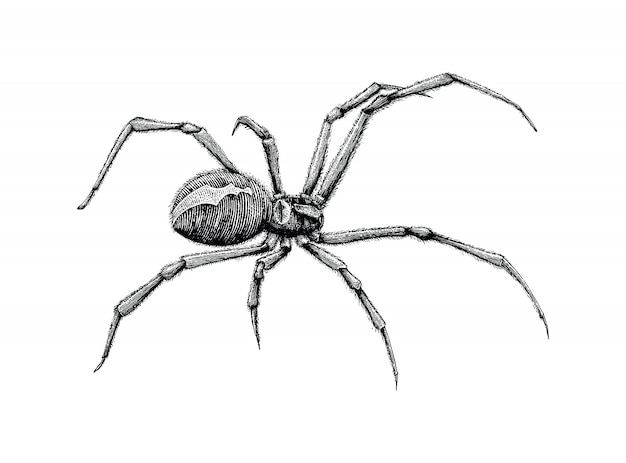 How To Draw The Black Widow Spider - How To Draw Easy Black Widow Spider Pencil Drawing Step By Step Youtube / It is a genus of spider & its scientific name is latrodectus.