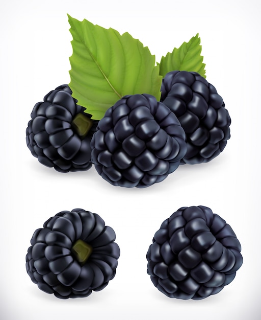 Download Blackberry. sweet fruit. forest berry. 3d icons set ...