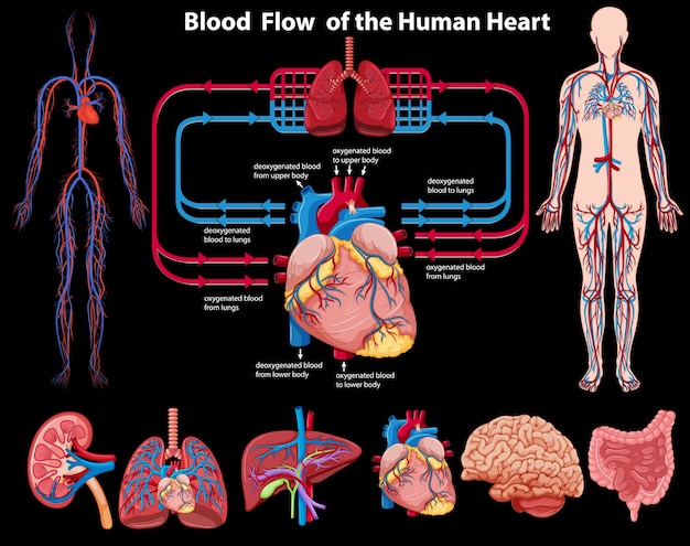 Free Vector Blood Flow Of The Human Heart