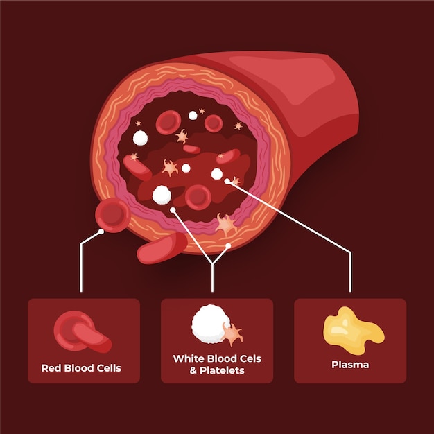 Premium Vector | Blood infographic in flat design